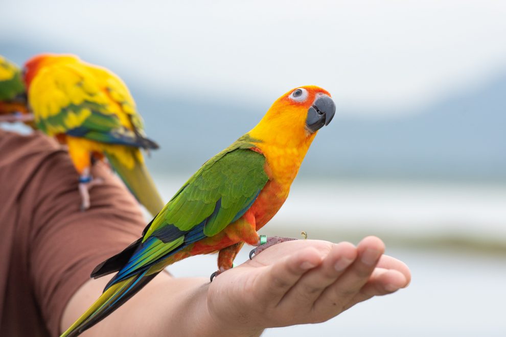 La voz de los loros
